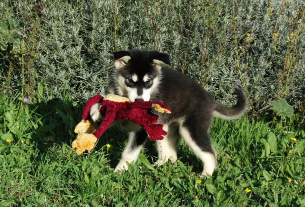 Magic Wolf Himalaya (rose)