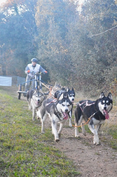 Magic Wolf Harmonia névé
