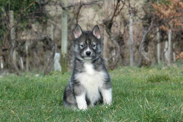 Magic Wolf Hypnotic blue eyes dit halcatraz