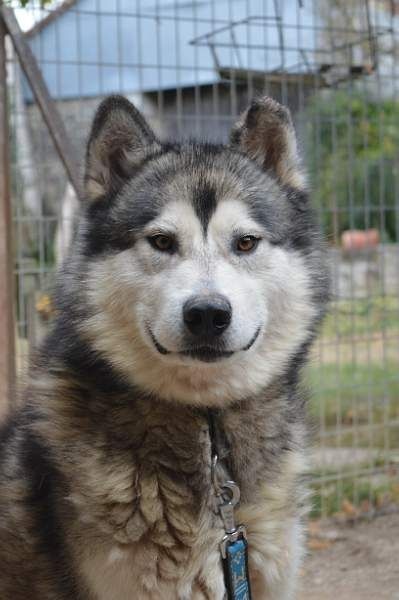 Houmiack of Red Eyes Woolf Shadow