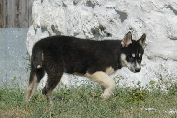 Magic Wolf Finnmark (dite chipie)