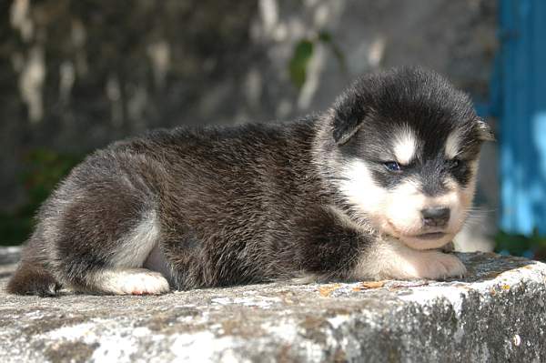 Magic Wolf Himalaya (rose)