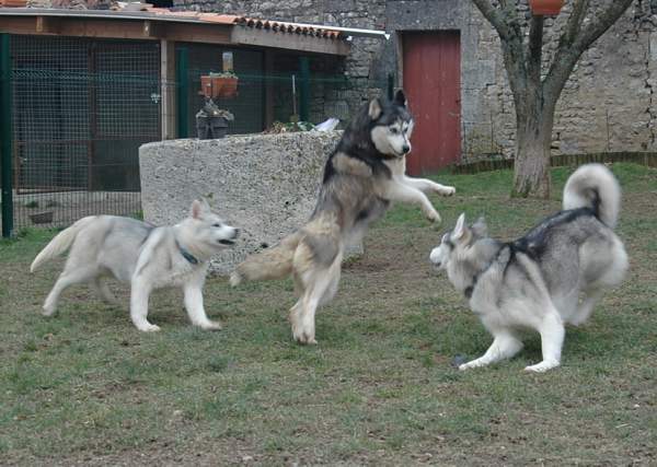 Publication : Magic Wolf Auteur : Magic Wolf, Fusion 19 mois