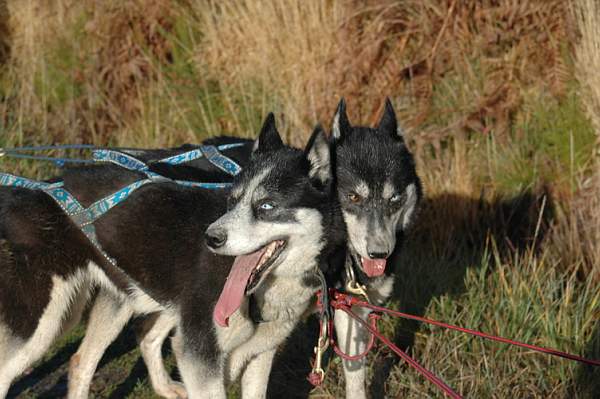 Magic Wolf Finnmark (dite chipie)