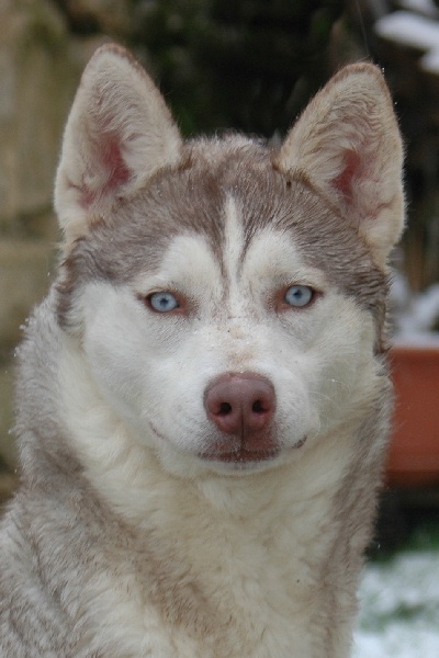 Magic Wolf Guess