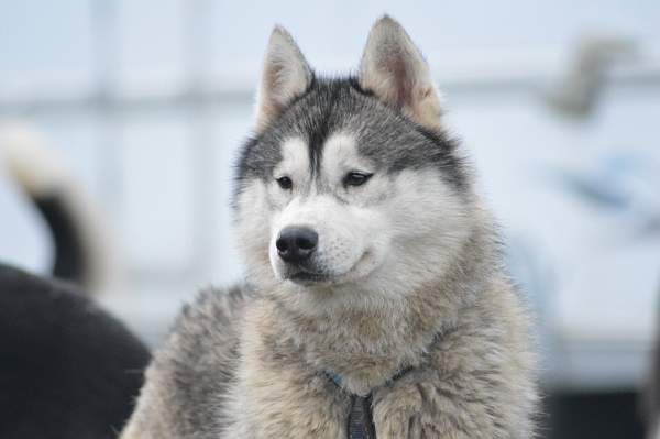 Lovely boy dit link des reves des neiges