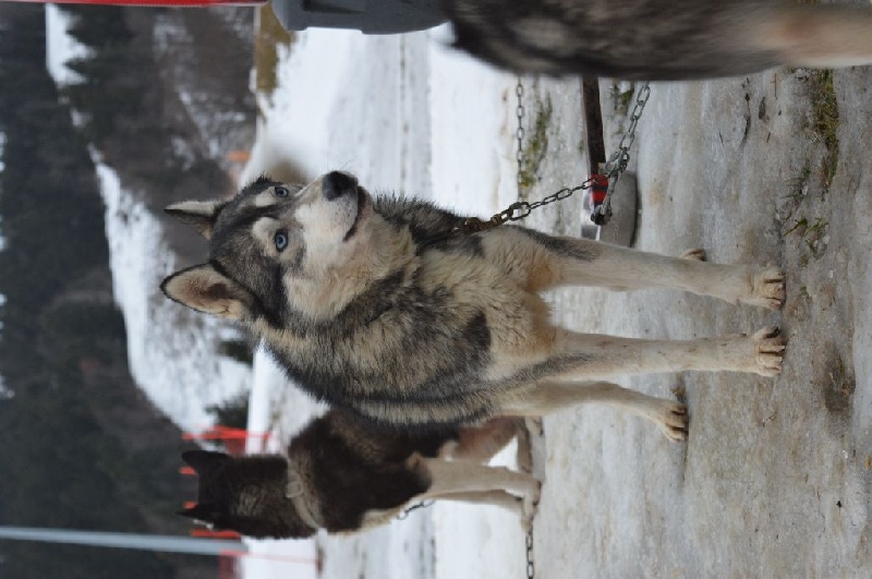 Magic Wolf Hypnotic blue eyes dit halcatraz