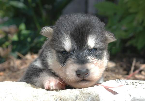 Magic Wolf Himalaya (rose)