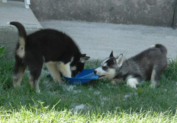 Magic Wolf Finnmark (dite chipie)