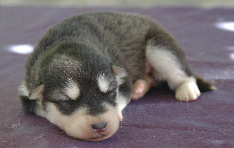 Magic Wolf Himalaya (rose)