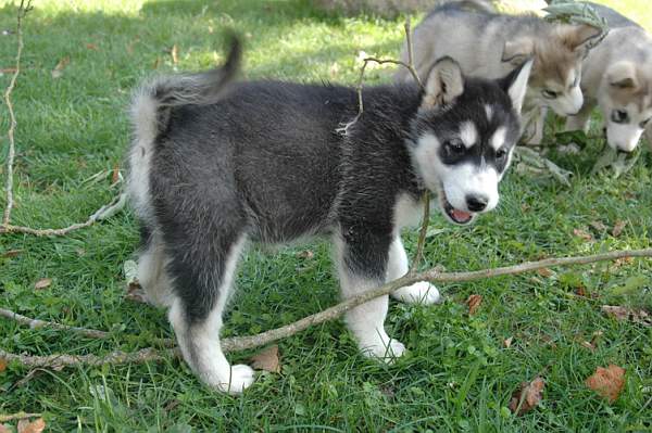 Magic Wolf Demon of the black diamond (dite demon)