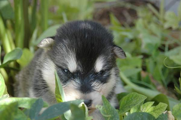 Magic Wolf Himalaya (rose)