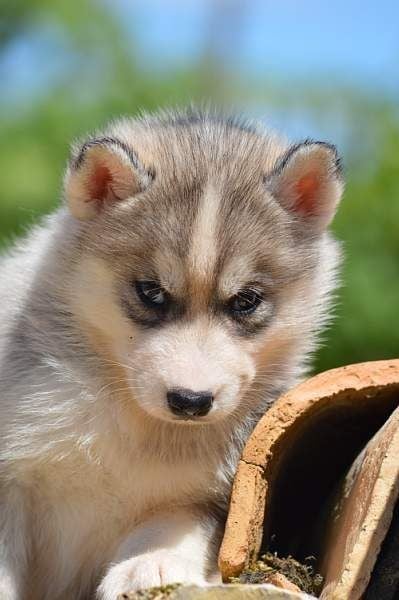 Magic Wolf Nanouk (grise)