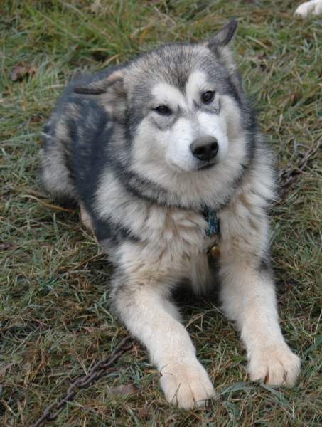 Houmiack of Red Eyes Woolf Shadow