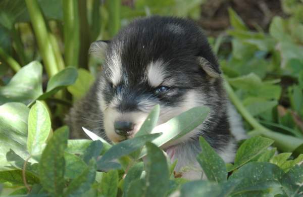 Magic Wolf Himalaya (rose)