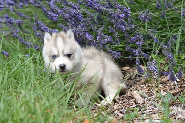 Magic Wolf Neige