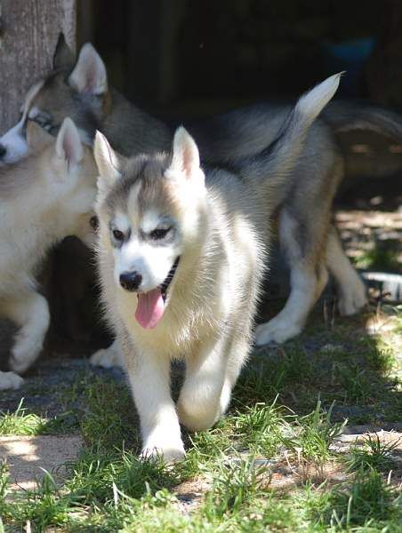 Magic Wolf Nanouk (grise)
