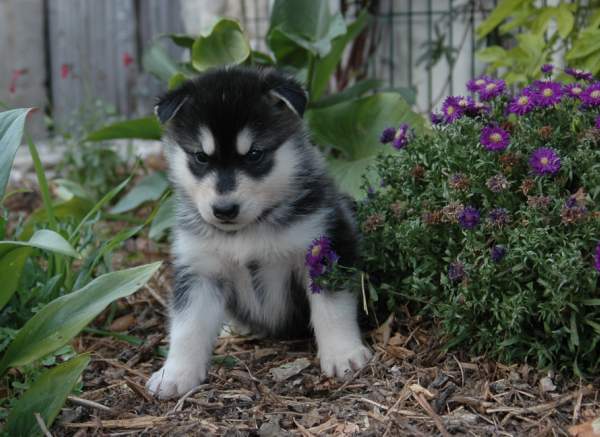 Magic Wolf Himalaya (rose)