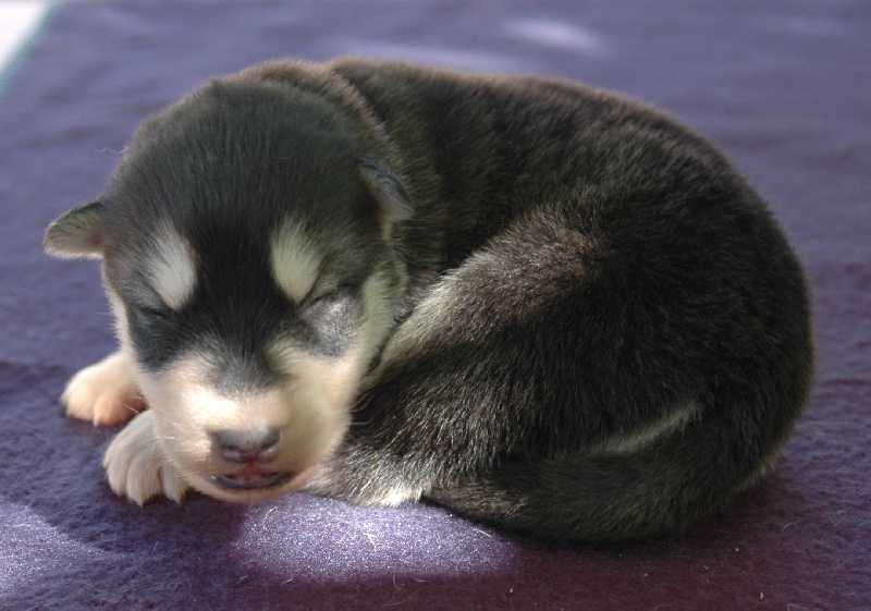 Magic Wolf Himalaya (rose)