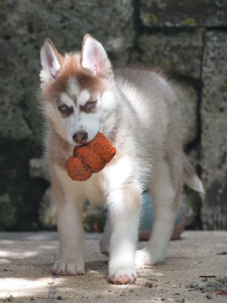 Magic Wolf Lindt