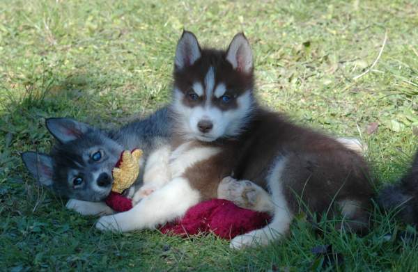Magic Wolf Hypnotic blue eyes dit halcatraz