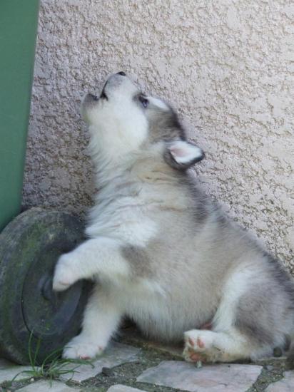 Houmiack of Red Eyes Woolf Shadow