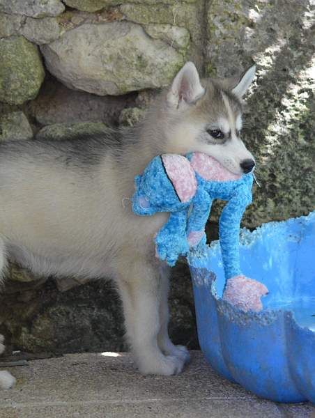 Magic Wolf Nanouk (grise)