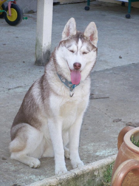 Magic Wolf Guess