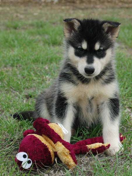 Magic Wolf Himalaya (rose)