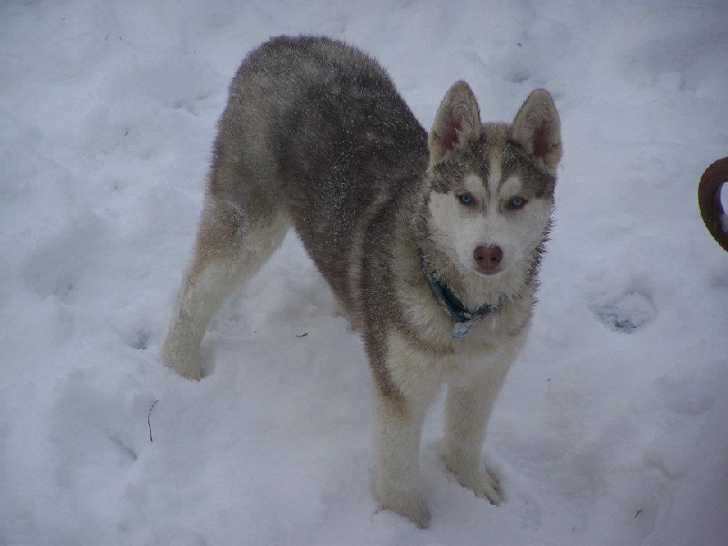 Magic Wolf Guess