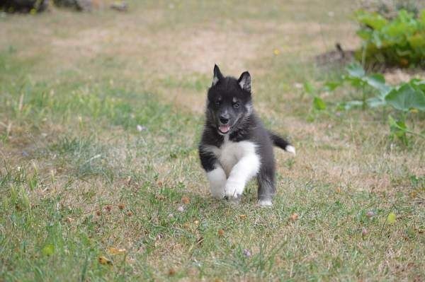Magic Wolf Lune noire dit loupy