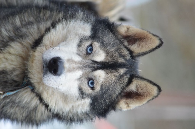 Magic Wolf Hypnotic blue eyes dit halcatraz