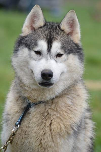 Lovely boy dit link des reves des neiges