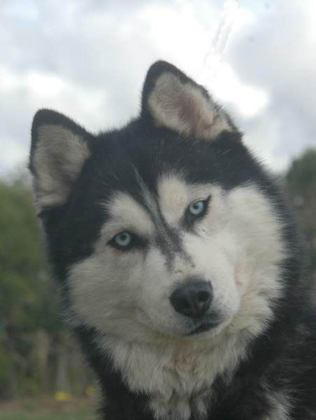 Magic Wolf Elyxir diabolic ( dite ebène)