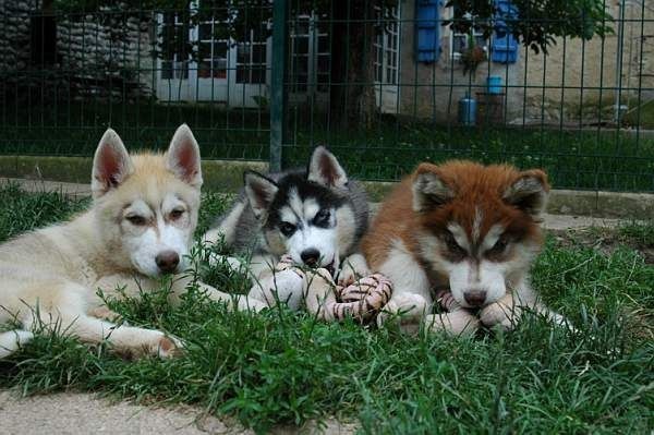 Magic Wolf J'suis trop belle dite j'allucine
