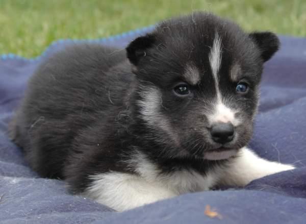 Magic Wolf Finnmark (dite chipie)