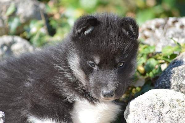 Magic Wolf Lune noire dit loupy