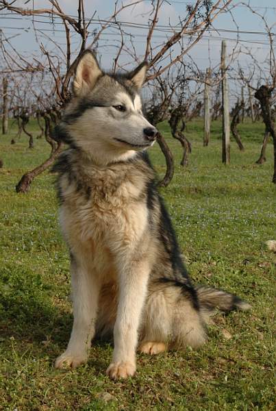 Houmiack of Red Eyes Woolf Shadow