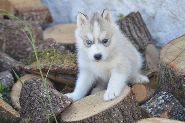 Magic Wolf Neige