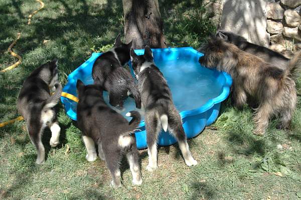 Magic Wolf Finnmark (dite chipie)