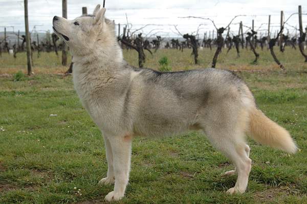 Publication : Magic Wolf Auteur : Magic Wolf, Fusion 19 mois