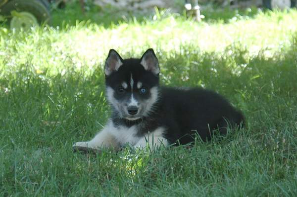 Magic Wolf Finnmark (dite chipie)