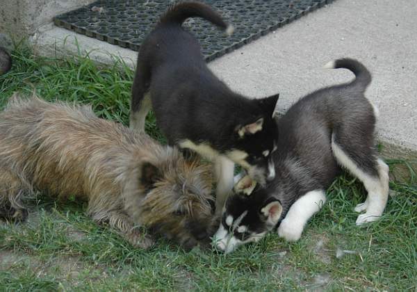 Magic Wolf Finnmark (dite chipie)