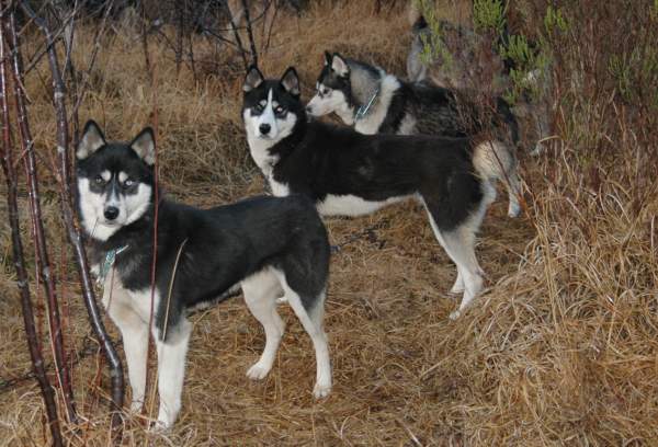 Magic Wolf Finnmark (dite chipie)