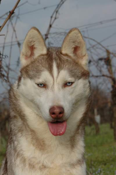 Magic Wolf Guess