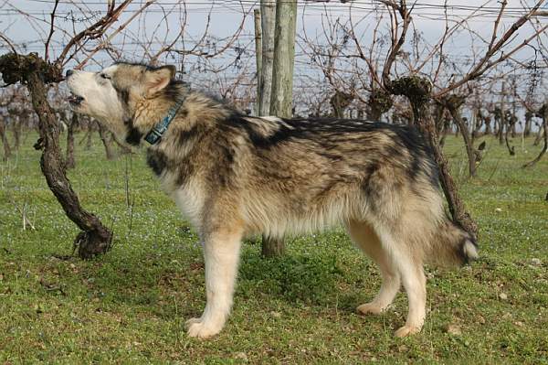 Houmiack of Red Eyes Woolf Shadow