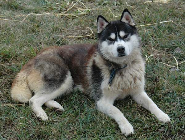 CH. Color dark angel (dite caya) Of cool water