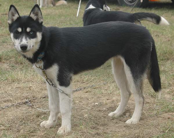 Magic Wolf Finnmark (dite chipie)