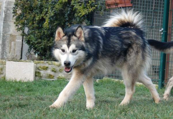 Houmiack of Red Eyes Woolf Shadow