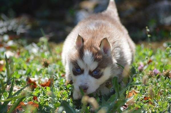 Magic Wolf Lindt